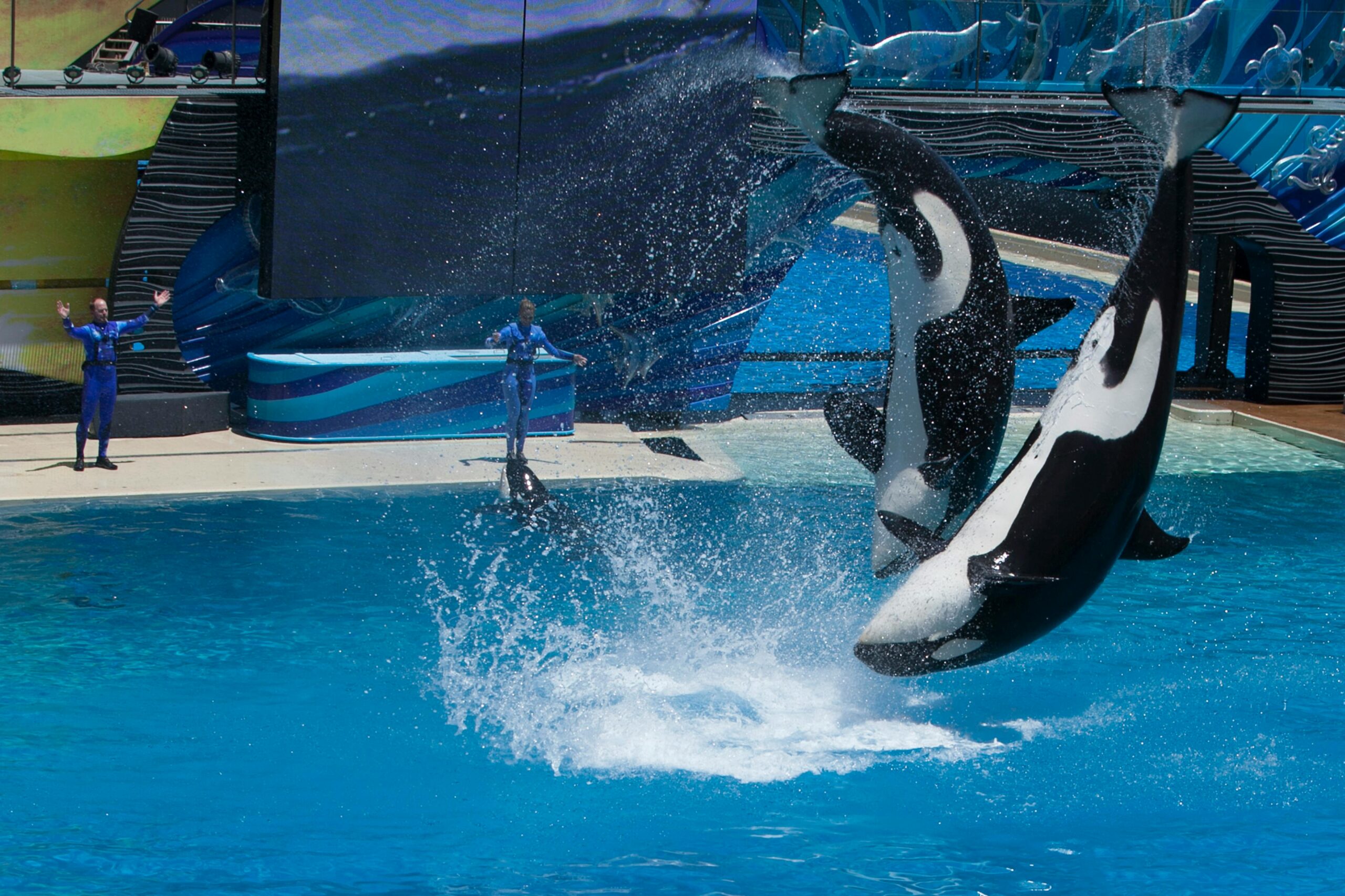 San diego zoo - Orca