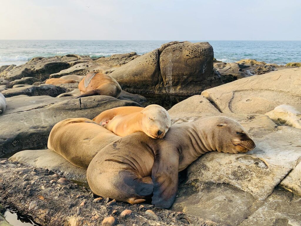 Sea lions in San Diego